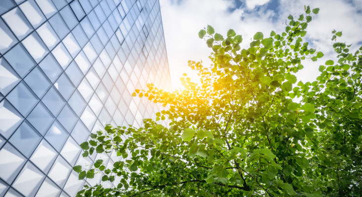 Arbre et immeuble